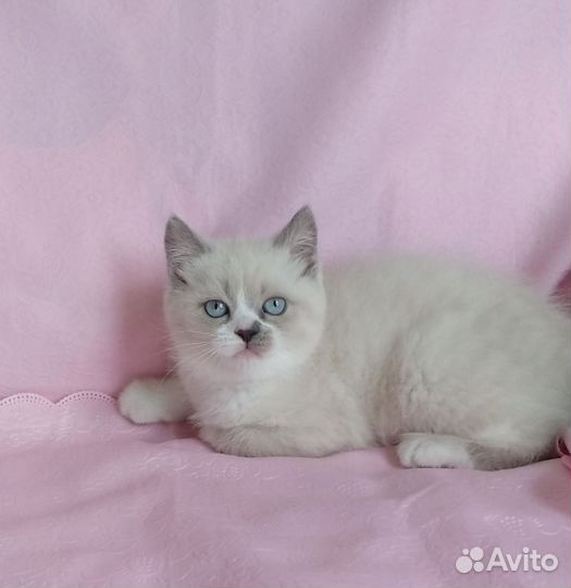 Шотландские котята