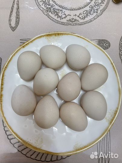 Яйца цесариные,куриные,перепелиные столовые