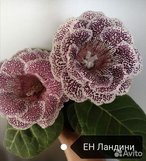 Детки Глоксиний