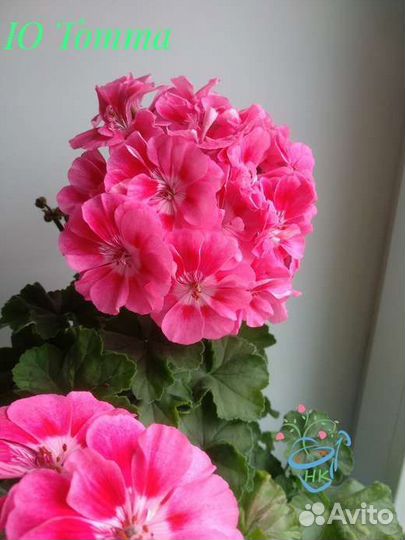 Пеларгония (герань) сортовая