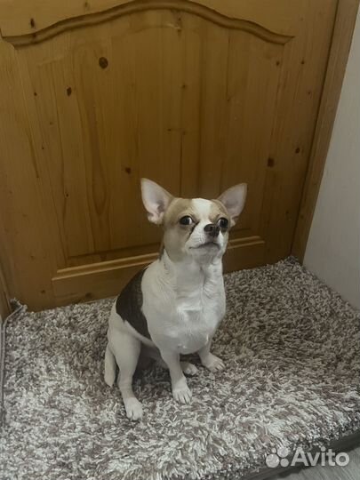 Вязка кобель Чихуахуа