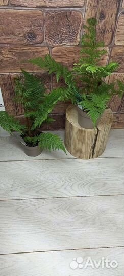 Папоротник (циатея) Автралис 12/30