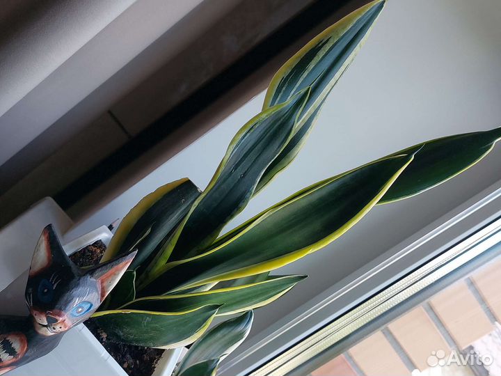 Сансевиерия