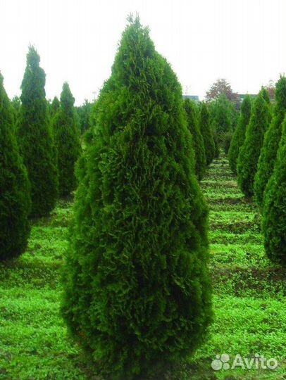 Туя брабант