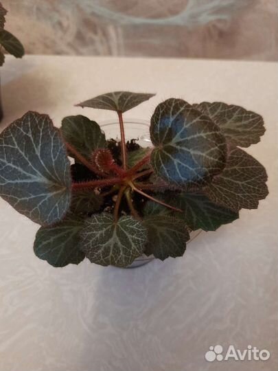 Камнеломка