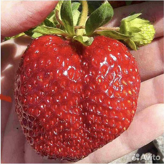 Клубника Королева Елизавета 2