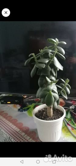 Денежное дерево