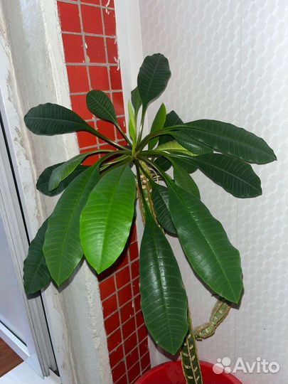 Молочай беложильчатый