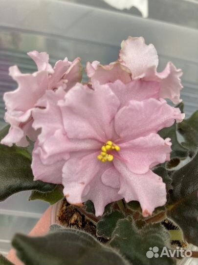 Фиалка ват Сердечко