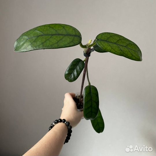 Хойя разные