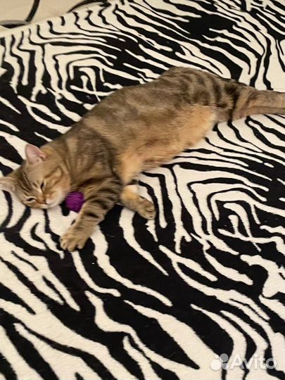 Шотландский кот вязка бесплатно