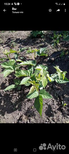 Саженцы ежевики