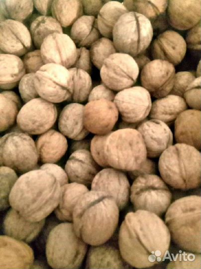 Орех грецкий