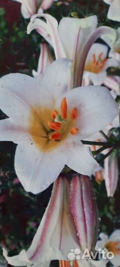 Лилия регале,луковицы