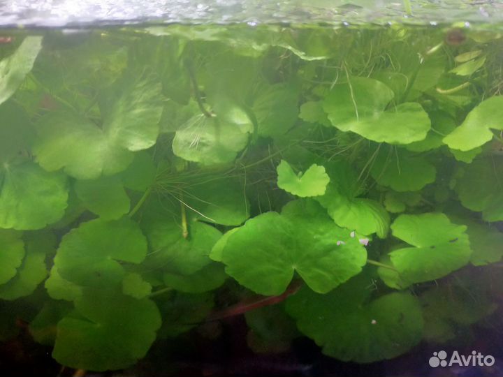 Аквариумные растения