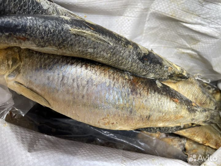 Рыба на корм животным