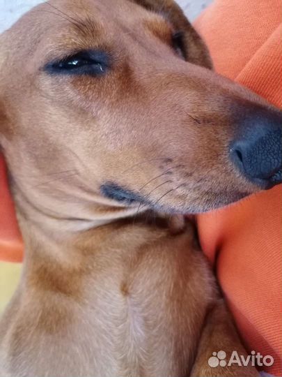 Такса вязка