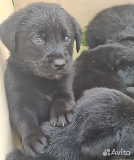 Щенки лабрадора девочки