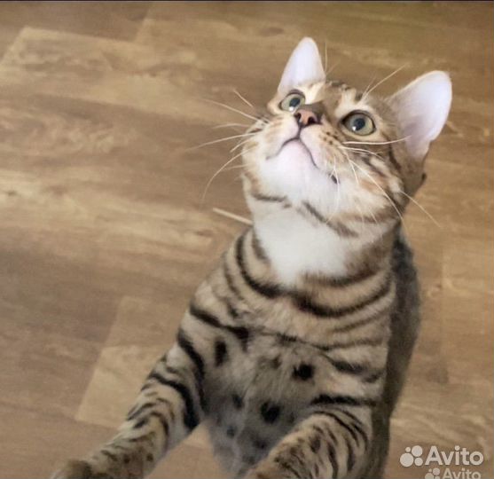 Бенгальский кот вязка