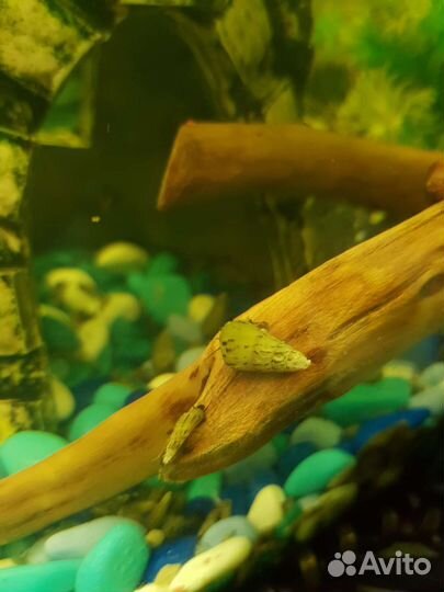 Улитки мелании и пистия