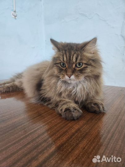 Кот в добрые руки