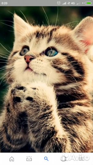 Кастрация котов. Вызов ветеринарного врача на дом