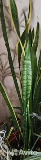 Сансевиерия