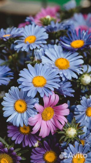 Ромашки голубые,красные