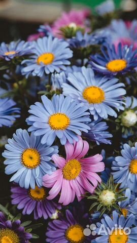 Ромашки голубые,красные