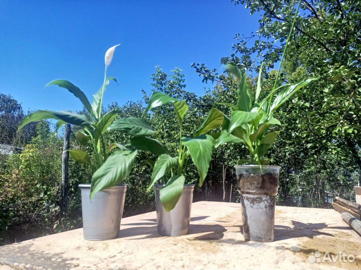 Спатифиллум