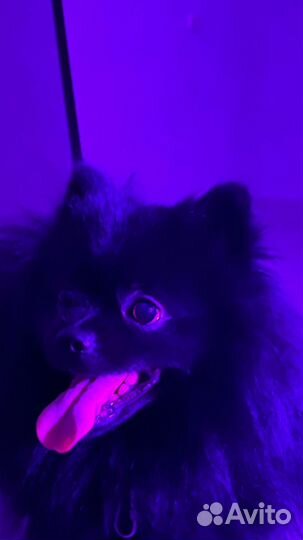 Шпиц вязка мальчик