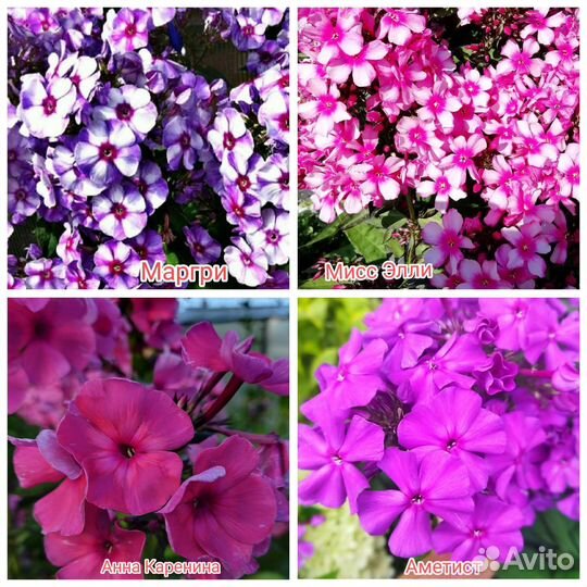 Флоксы сортовые