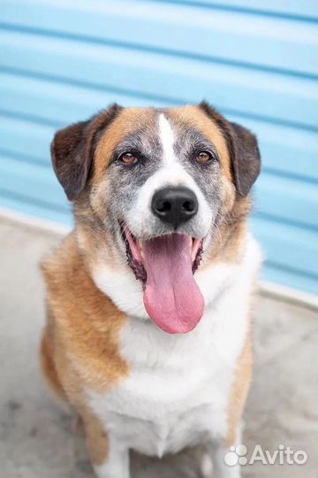 Собаки бесплатно, приют, готовы к отправке