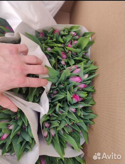 Луковица тюльпанов оптом 12;14+для выгонки