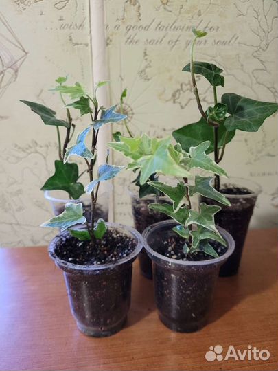 Мирт, Плющ обыкновенный