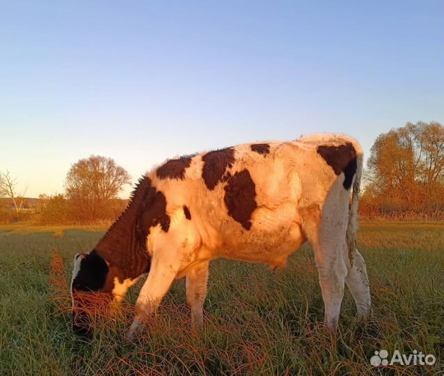 Бычки на доращивание