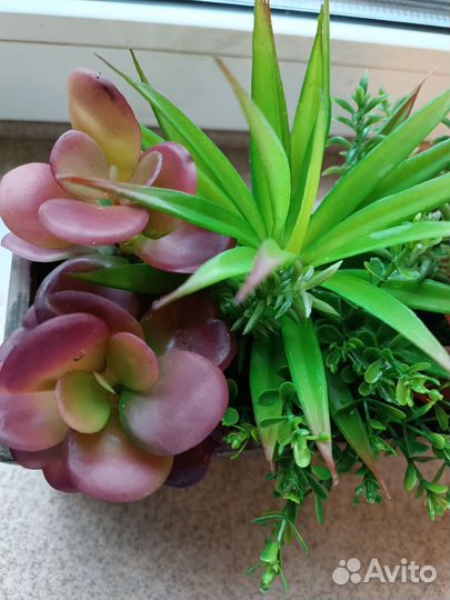 Флорариум суккуленты