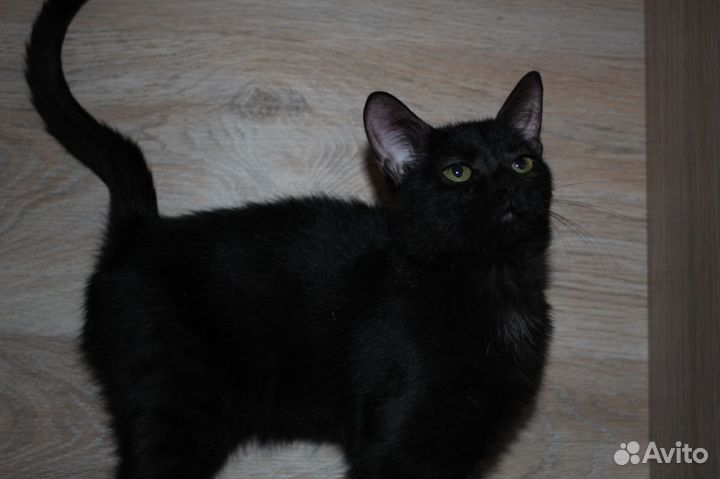 Маленькая пантерка - кошечка 1 год