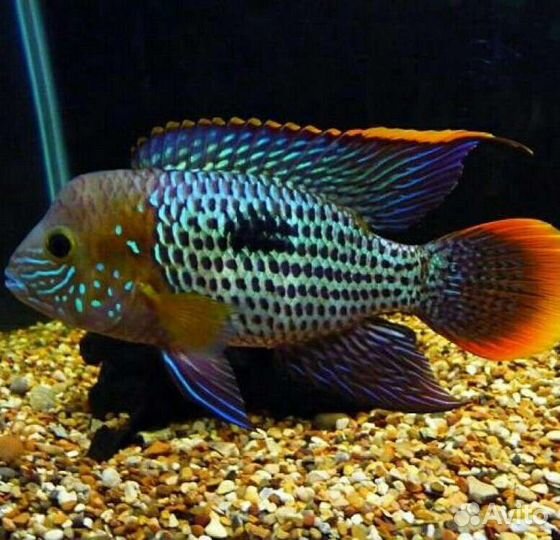 Акара бирюзовая
