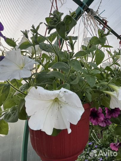 Рассада петунии, многолетники, бархатцы, виолы