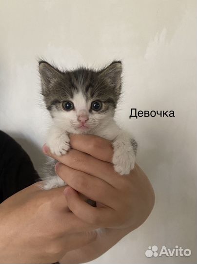 Котята в добрые руки