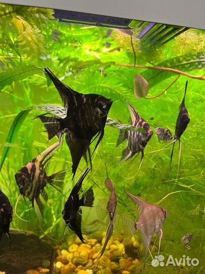 Аквариумные рыбки Скалярии