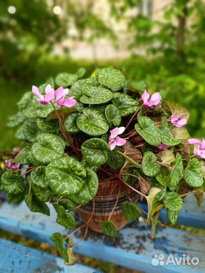 Фиалка душистая