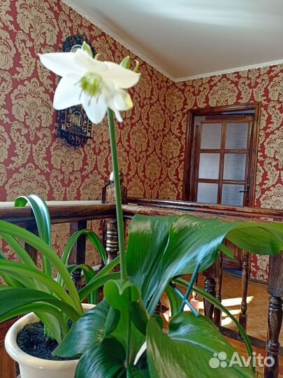 Эухарис амазонская лилия