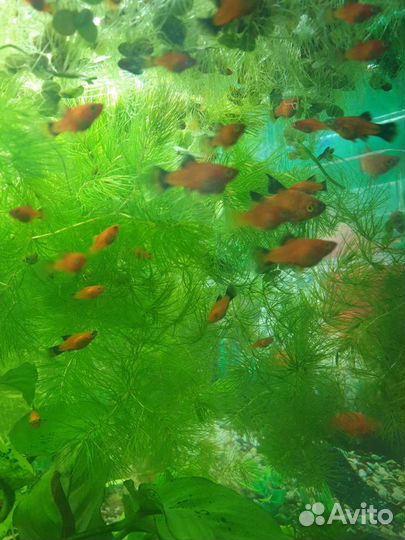 Пецилии. Таракатум