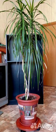 Большой комнатный цветок