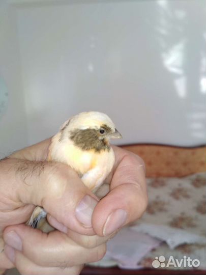 Канарейки и кенары, март 2023