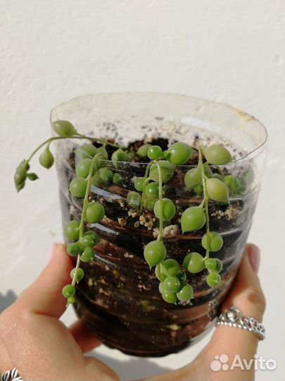 Суккуленты и кактусы