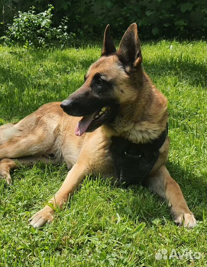 Малинуа вязка