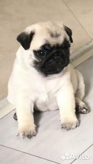 Щенки мопса